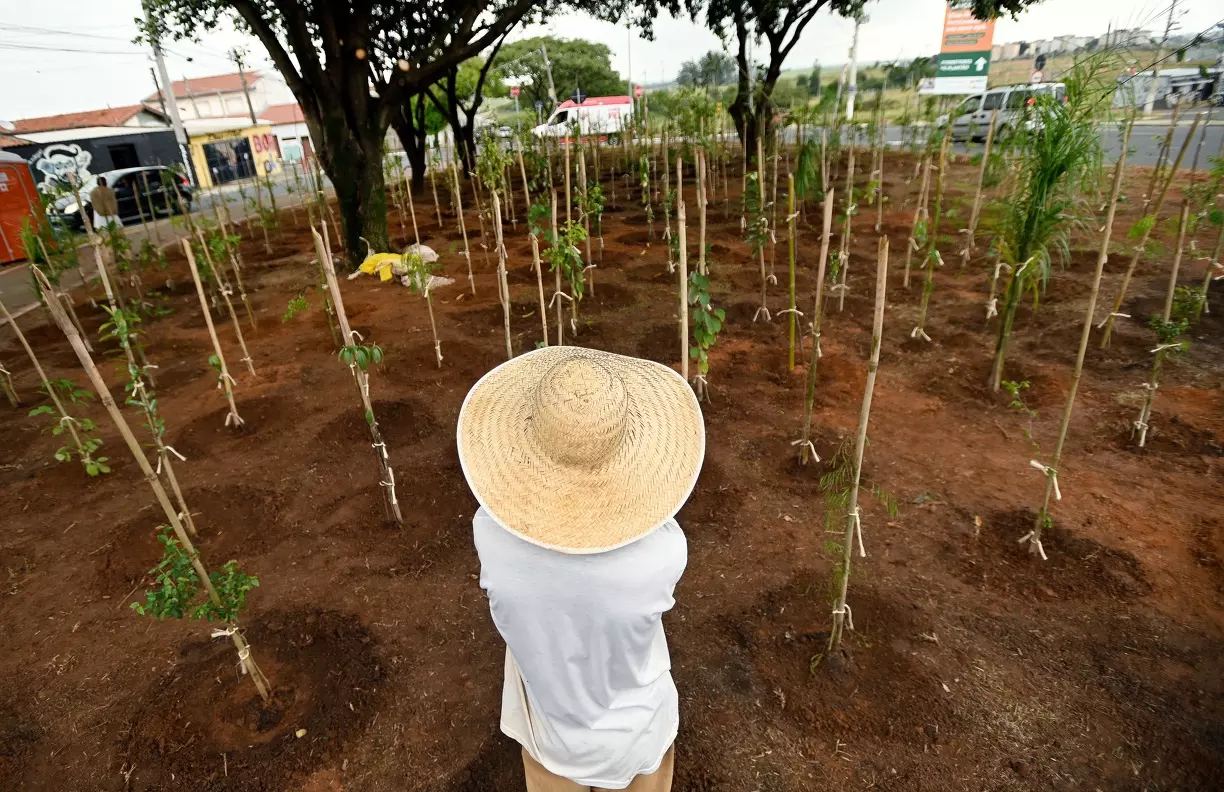 Dia da Árvore: Cidade comemora data com 17 mil árvores plantadas
